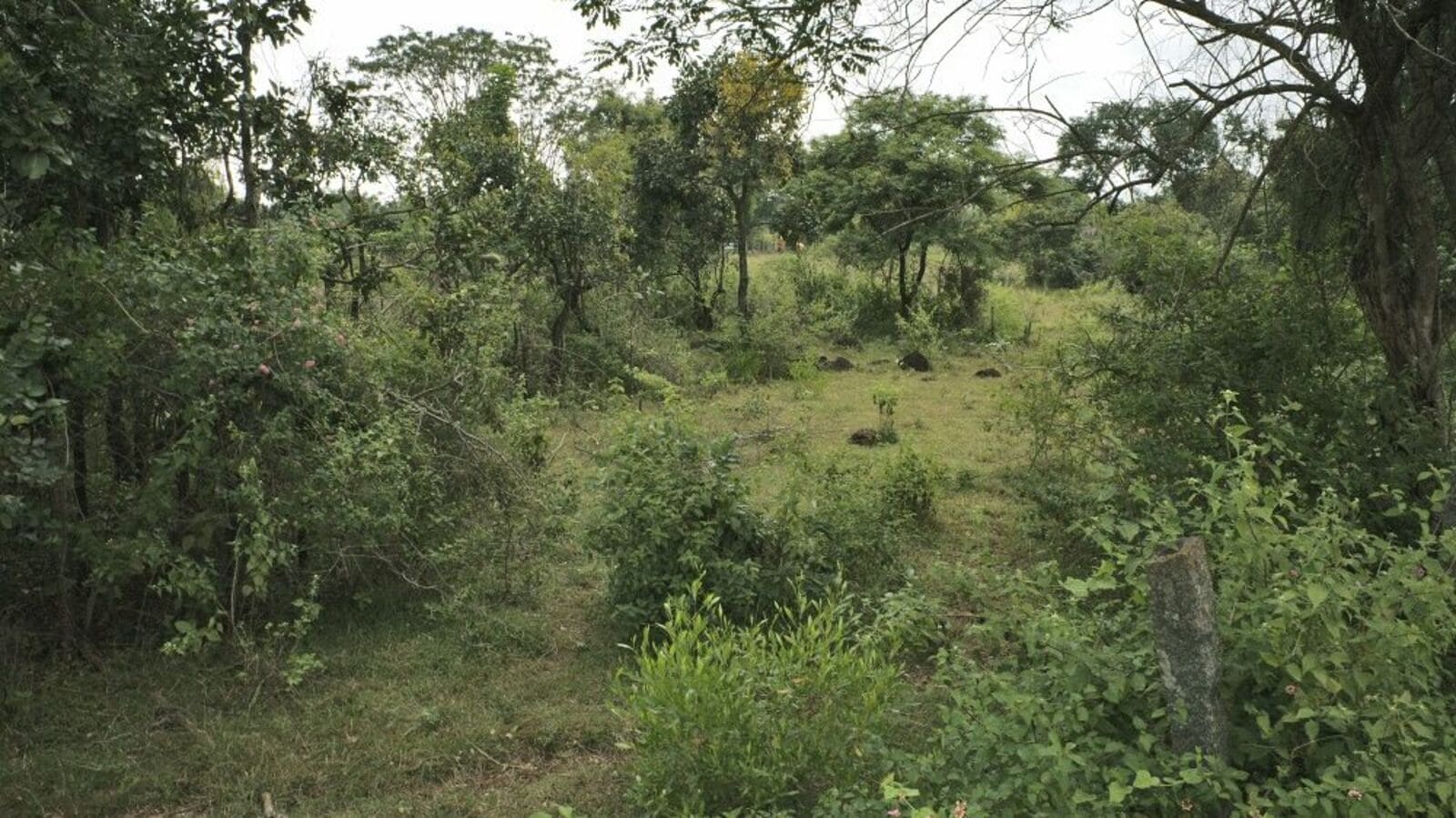 Bangalore News: ಬೆಂಗಳೂರಿಗೆ ಬನ್ನೇರಘಟ್ಟ ನಂತರ ಮತ್ತೊಂದು ಮುಖ್ಯ ಅರಣ್ಯ, ಗ್ರೇಟರ್ ಹೆಸರಘಟ್ಟ ಹುಲ್ಲುಗಾವಲು ಸಂರಕ್ಷಣಾ ಮೀಸಲು ಪ್ರದೇಶ ರಚನೆ