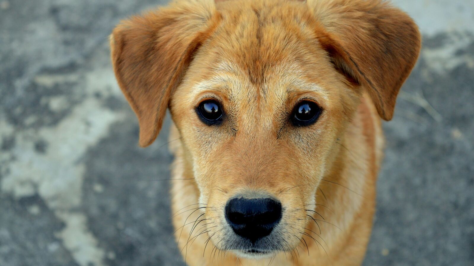 Dogs Festival: ಅಕ್ಟೋಬರ್ 17 ರಂದು ಬಿಬಿಎಂಪಿಯಿಂದ 'ನಾಯಿಗಳ ಹಬ್ಬ' ಆಚರಣೆ; ಕಾರಣವೇನು?
