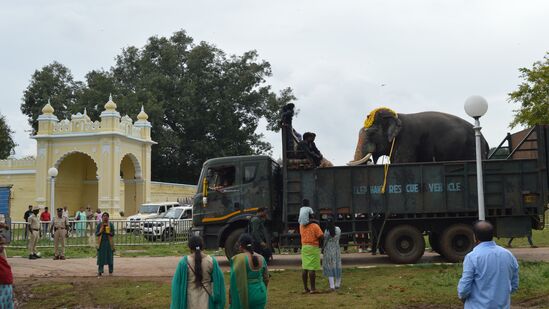 ಜಂಬೂಸವಾರಿ ಮೆರವಣಿಗೆಯಲ್ಲಿ ತಮಗೆ ವಹಿಸಿದ ಜವಾಬ್ದಾರಿಯನ್ನು ಸಮರ್ಥವಾಗಿ ನಿಭಾಯಿಸಿದ ಗಜಪಡೆ