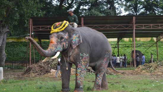 ಮಾವುತರು ಕಾವಾಡಿಗರು ಏಕಲವ್ಯನನ್ನು ಸಂತೈಸಿ ಲಾರಿಯನ್ನೇರಿಸುವಲ್ಲಿ ಯಶಸ್ವಿ