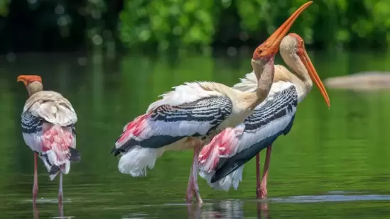 ಕೊಕ್ಕರೆ ಬೆಳ್ಳೂರು//ಮಂಡ್ಯ ಜಿಲ್ಲೆ ಮದ್ದೂರು ತಾಲ್ಲೂಕಿನ ಊರು ಬೆಳ್ಳೂರು. ಈ ಗ್ರಾಮಕ್ಕೆ ಕೊಕ್ಕರೆಗಳು ಹೆಚ್ಚಿನ ಸಂಖ್ಯೆಯಲ್ಲಿ ಬರುತ್ತವೆ. ಇದರಿಂದ ಇದು ಕೊಕ್ಕರೆ ಬೆಳ್ಳೂರು ಎಂದೇ ಜನಜನಿತವಾಗಿದೆ. ಇಲ್ಲಿಗೆ ಹಲವಾರು ಭಾಗಗಳಿಂದ ಕೊಕ್ಕರೆಗಳು ಆಗಮಿಸುತ್ತವೆ.