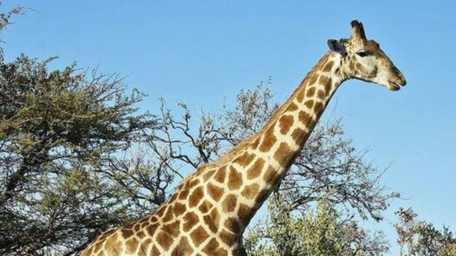 Giraffe: ದಿನದಲ್ಲಿ ಬರೀ 10 ನಿಮಿಷ ನಿದ್ದೆ ಮಾಡುವ, ನಿರಂತರ ತಿನ್ನುವ ಜಿರಾಫೆ ಬಗ್ಗೆ ನಿಮಗೆಷ್ಟು ಗೊತ್ತು;ಆಸಕ್ತಿದಾಯಕ 10 ಅಂಶ ನೋಡಿ