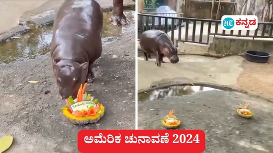 ಅಮೆರಿಕ ಚುನಾವಣೆ: ಕಮಲಾ ಹ್ಯಾರಿಸ್, ಡೊನಾಲ್ಡ್ ಟ್ರಂಪ್ ನಡುವೆ ಸ್ಪರ್ಧೆ ಇದ್ದು, ಇವರ ನಡುವೆ ಗೆಲ್ಲೋರು ಯಾರು ಎಂಬುದು ಸದ್ಯದ ಕುತೂಹಲ. ಥಾಯ್ಲೆಂಡ್‌ನ ನೀರಾನೆ ಮರಿಗೆ ಇಷ್ಟವಾದವರು ಇವರೇ ನೋಡಿ, ವೈರಲ್ ವಿಡಿಯೋದಿಂದ ತೆಗೆದ ಚಿತ್ರ ಇದು.