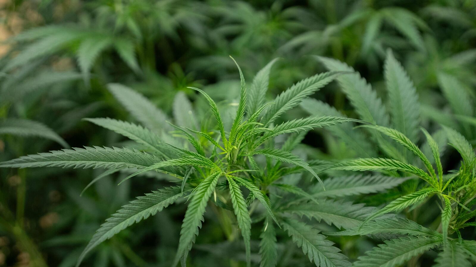 ಅಲಂಕಾರಿಕ ಸಸ್ಯಗಳ ನಡುವೆ ಗಾಂಜಾ ಬೆಳೆದ ಸಿಕ್ಕಿಂ ಮೂಲದ ದಂಪತಿ, ರೀಲ್ಸ್‌ ನೋಡಿ ಮನೆಗೆ ಬಂದ ಪೊಲೀಸರು