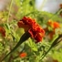 balcony_garden_two