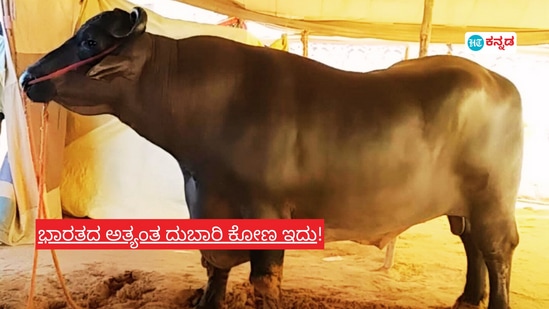 ಹರಿಯಾಣದ ಈ ಕೋಣದ ಬೆಲೆ 10 ಬೆಂಜ್, 2 ರೋಲ್ಸ್ ರಾಯ್ಸ್ ಕಾರುಗಳಿಗೆ ಸಮ; ಇದರ ವೀರ್ಯದಿಂದಲೇ ಲಕ್ಷ ಲಕ್ಷ ಲಾಭ