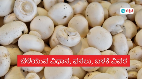 ಅಣಬೆ ಕೃಷಿಯಿಂದ ಕೈತುಂಬಾ ಸಂಪಾದಿಸಿ, ಅತ್ಯಲ್ಪ ಹೂಡಿಕೆ, ಮನೆಯಲ್ಲಿ ಚೂರು ಜಾಗವಿದ್ದರೆ ಸಾಕು, ಇಲ್ಲಿದೆ ಮಾರ್ಗದರ್ಶಿ