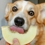 Dog_Eating_fruit