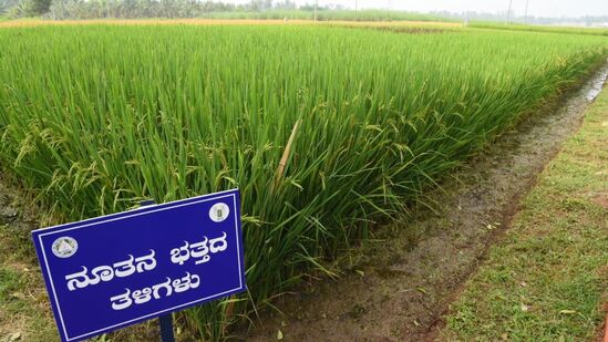 ಭತ್ತದಲ್ಲಿ ಸುಧಾರಿತ ತಳಿಗಳು ಹಾಗೂ ಹೈಬ್ರಿಡ್‌ಗಳ ಪ್ರಾತ್ಯಕ್ಷಿಕೆ, ವಿವಿಧ ಬೇಸಾಯ ಪದ್ಧತಿ ತಾಕುಗಳು, ರೋಗ ಹಾಗೂ ಕೀಟ ನಿಯಂತ್ರಣ ಪ್ರಾತ್ಯಕ್ಷಿಕೆ ತಾಕುಗಳು, ಡ್ರಂ ಸೀಡರ್‌ನಿಂದ ಹಾಗೂ ಯಂತ್ರಜಾಲಿತ ನಾಟಿ ಪ್ರಾತ್ಯಕ್ಷಿಕೆ, ಹೈಬ್ರಿಡ್ ಭತ್ತದ ಬೀಜೋತ್ಪಾದನಾ ತಾಕುಗಳು ಹಾಗೂ ಹೊಸ ತಳಿಗಳು ಗಮನ ಸೆಳೆಯುತ್ತಿವೆ,&nbsp;