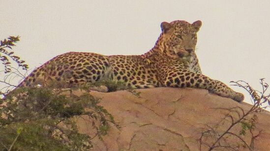 ಹಂಪಿ ಹಾಗೂ ಸುತ್ತಮುತ್ತಲಿನ ಪ್ರದೇಶದಲ್ಲಿರುವ ಅರಣ್ಯ, ಬೆಟ್ಟದ ವಾತಾವರಣದಲ್ಲಿ ಚಿರತೆಗಳು ಬದುಕು ಕಂಡುಕೊಂಡಿವೆ. ಆಹಾರ ಅರಸಿ ಬಂದು ಸಿಕ್ಕಿ ಹಾಕಿಕೊಳ್ಳುತ್ತವೆ. ಚಿತ್ರ: ಶಿವಶಂಕರ ಬಣಗಾರ್. ಹಂಪಿ ಹಾಗೂ ಸುತ್ತಮುತ್ತಲಿನ ಪ್ರದೇಶದಲ್ಲಿರುವ ಅರಣ್ಯ, ಬೆಟ್ಟದ ವಾತಾವರಣದಲ್ಲಿ ಚಿರತೆಗಳು ಬದುಕು ಕಂಡುಕೊಂಡಿವೆ. ಆಹಾರ ಅರಸಿ ಬಂದು ಸಿಕ್ಕಿ ಹಾಕಿಕೊಳ್ಳುತ್ತವೆ. ಚಿತ್ರ: ಶಿವಶಂಕರ ಬಣಗಾರ್.