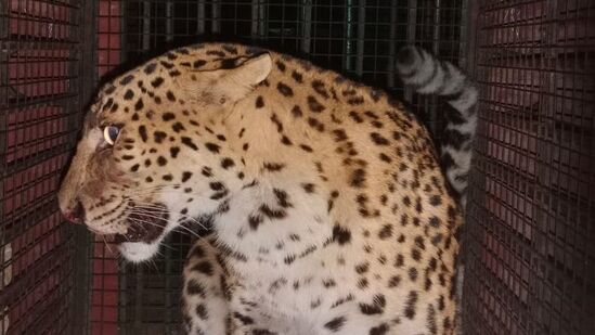 ಕೊಪ್ಪಳ. ಬಳ್ಳಾರಿ ಜಿಲ್ಲೆಗಳಲ್ಲಿ ಅರಣ್ಯ ಪ್ರದೇಶ ಇರುವುದರಿಂದ ಸಾಕಷ್ಟು ಚಿರತೆಗಳು ಇಲ್ಲಿ ಬದುಕು ಕಂಡುಕೊಂಡಿವೆ. ಸಾಕಷ್ಟು ಚಿರತೆಗಳನ್ನು ಇಲ್ಲಿ ಸೆರೆ ಹಿಡಿಯಲಾಗಿದೆ. ಮಾಜಿ ಸಚಿವ ಮಲ್ಲಿಕಾರ್ಜುನ ನಾಗಪ್ಪ ಅವರ ತೋಟಕ್ಕೂ ಬಂದಿದ್ದ ಚಿರತೆ ಸೆರೆ ಹಿಡಿಯಲಾಗಿತ್ತು. ಕೊಪ್ಪಳ. ಬಳ್ಳಾರಿ ಜಿಲ್ಲೆಗಳಲ್ಲಿ ಅರಣ್ಯ ಪ್ರದೇಶ ಇರುವುದರಿಂದ ಸಾಕಷ್ಟು ಚಿರತೆಗಳು ಇಲ್ಲಿ ಬದುಕು ಕಂಡುಕೊಂಡಿವೆ. ಸಾಕಷ್ಟು ಚಿರತೆಗಳನ್ನು ಇಲ್ಲಿ ಸೆರೆ ಹಿಡಿಯಲಾಗಿದೆ. ಮಾಜಿ ಸಚಿವ ಮಲ್ಲಿಕಾರ್ಜುನ ನಾಗಪ್ಪ ಅವರ ತೋಟಕ್ಕೂ ಬಂದಿದ್ದ ಚಿರತೆ ಸೆರೆ ಹಿಡಿಯಲಾಗಿತ್ತು.