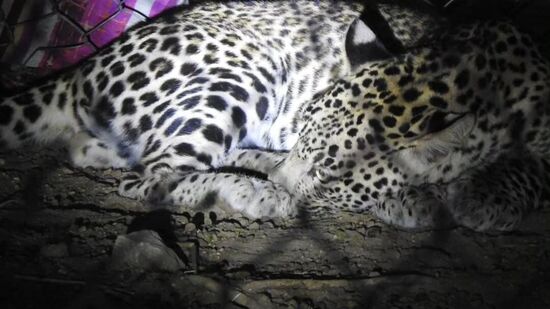 ನಿಖರ ಮಾಹಿತಿ ಮೇರೆಗೆ ಬಂದಾಗ ಕುರಿ ಹಿಡಿಯಲು ಬಂದು ದೊಡ್ಡಿಯಲ್ಲಿ ಚಿರತೆ ಸಿಕ್ಕಿ ಹಾಕಿಕೊಂಡು ಅಲ್ಲಿಯೇ ಮಲಗಿತ್ತು. ಆನಂತರ ಅದನ್ನು ಸೆರೆ ಹಿಡಿದು ಕಾಡಿಗೆ ಬಿಡಲಾಯಿತು. ನಿಖರ ಮಾಹಿತಿ ಮೇರೆಗೆ ಬಂದಾಗ ಕುರಿ ಹಿಡಿಯಲು ಬಂದು ದೊಡ್ಡಿಯಲ್ಲಿ ಚಿರತೆ ಸಿಕ್ಕಿ ಹಾಕಿಕೊಂಡು ಅಲ್ಲಿಯೇ ಮಲಗಿತ್ತು. ಆನಂತರ ಅದನ್ನು ಸೆರೆ ಹಿಡಿದು ಕಾಡಿಗೆ ಬಿಡಲಾಯಿತು.