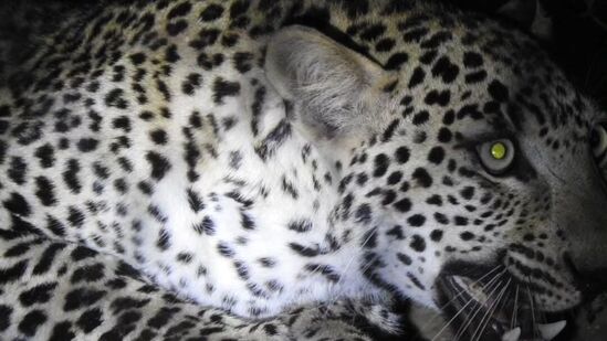 ನಾಯಿ, ಮೇಕೆ, ಕುರಿಗಳನ್ನು ಹೊತ್ತುಕೊಂಡು ಹೋಗುತ್ತವೆ, ಇದು ಆಗಾಗ ನಡೆಯುತ್ತಲೇ ಇರುತ್ತದೆ. ಈ ಬಾರಿಯೂ ಗಂಗಾವತಿ ತಾಲ್ಲೂಕಿನ ಸಿದ್ದಿಕೇರಿಯಲ್ಲಿ ಇದೇ ರೀತಿ ಚಿರತೆ ಬಂದಿತ್ತು. ನಾಯಿ, ಮೇಕೆ, ಕುರಿಗಳನ್ನು ಹೊತ್ತುಕೊಂಡು ಹೋಗುತ್ತವೆ, ಇದು ಆಗಾಗ ನಡೆಯುತ್ತಲೇ ಇರುತ್ತದೆ. ಈ ಬಾರಿಯೂ ಗಂಗಾವತಿ ತಾಲ್ಲೂಕಿನ ಸಿದ್ದಿಕೇರಿಯಲ್ಲಿ ಇದೇ ರೀತಿ ಚಿರತೆ ಬಂದಿತ್ತು.