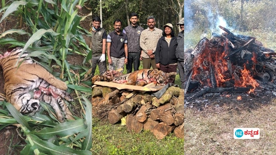 ಹೆಚ್​ಡಿ ಕೋಟೆಯಲ್ಲಿ ಹುಲಿ ಕಳೇಬರ ಪತ್ತೆ; ಮತ್ತೊಂದು ಹುಲಿ ಜೊತೆ ಕಾದಾಟದ ವೇಳೆ ಸಾವಿನ ಶಂಕೆ