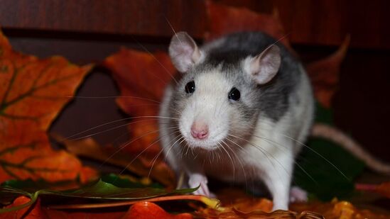 ಕಾರನ್ನು ಎಲ್ಲಿ ಪಾರ್ಕಿಂಗ್ ಮಾಡುವಿರಿ?: ಕಾರನ್ನು ನೀವು ಎಲ್ಲಿ ಪಾರ್ಕ್ ಮಾಡುವಿರಿ ಎನ್ನುವುದು ಇಲಿಗಳಿಂದ ರಕ್ಷಿಸಿಕೊಳ್ಳಲು ನೆರವಾಗುವ ಪ್ರಮುಖ ಅಂಶವಾಗಿದೆ. ಮನೆಯಲ್ಲಿ ಉತ್ತಮ ಪಾರ್ಕಿಂಗ್ ವ್ಯವಸ್ಥೆ ಇದ್ದರೆ ಮಾತ್ರ ಹೊಸ ಕಾರು ಖರೀದಿಸಿ. ಬೆಂಗಳೂರಿನ ಬೀದಿಬದಿಗಳಲ್ಲಿ ಅಥವಾ ಅಕ್ಕಪಕ್ಕದ ಖಾಲಿ ಸೈಟ್ಗಳಲ್ಲಿ ಕಾರು ನಿಲ್ಲಿಸುವುದಾದರೆ ಹೊಸ ಕಾರು ಖರೀದಿ ಬೇಡ. ಕಡಿಮೆ ಬಜೆಟ್ನಲ್ಲಿ ಸೆಕೆಂಡ್ ಹ್ಯಾಂಡ್ ಕಾರು ಖರೀದಿಸಿ ತೃಪ್ತಿಪಡಿ. ಕಾರು ಪಾರ್ಕ್ ಮಾಡುವ ಸ್ಥಳ ಸ್ವಚ್ಛವಾಗಿರಲಿ. ಇಲಿಗಳ ಉಪಟಳವಿಲ್ಲ ಎನ್ನುವುದನ್ನು ಖಾತ್ರಿಪಡಿಸಿಕೊಳ್ಳಿ. ಕಾರನ್ನು ಎಲ್ಲಿ ಪಾರ್ಕಿಂಗ್ ಮಾಡುವಿರಿ?: ಕಾರನ್ನು ನೀವು ಎಲ್ಲಿ ಪಾರ್ಕ್ ಮಾಡುವಿರಿ ಎನ್ನುವುದು ಇಲಿಗಳಿಂದ ರಕ್ಷಿಸಿಕೊಳ್ಳಲು ನೆರವಾಗುವ ಪ್ರಮುಖ ಅಂಶವಾಗಿದೆ. ಮನೆಯಲ್ಲಿ ಉತ್ತಮ ಪಾರ್ಕಿಂಗ್ ವ್ಯವಸ್ಥೆ ಇದ್ದರೆ ಮಾತ್ರ ಹೊಸ ಕಾರು ಖರೀದಿಸಿ. ಬೆಂಗಳೂರಿನ ಬೀದಿಬದಿಗಳಲ್ಲಿ ಅಥವಾ ಅಕ್ಕಪಕ್ಕದ ಖಾಲಿ ಸೈಟ್ಗಳಲ್ಲಿ ಕಾರು ನಿಲ್ಲಿಸುವುದಾದರೆ ಹೊಸ ಕಾರು ಖರೀದಿ ಬೇಡ. ಕಡಿಮೆ ಬಜೆಟ್ನಲ್ಲಿ ಸೆಕೆಂಡ್ ಹ್ಯಾಂಡ್ ಕಾರು ಖರೀದಿಸಿ ತೃಪ್ತಿಪಡಿ. ಕಾರು ಪಾರ್ಕ್ ಮಾಡುವ ಸ್ಥಳ ಸ್ವಚ್ಛವಾಗಿರಲಿ. ಇಲಿಗಳ ಉಪಟಳವಿಲ್ಲ ಎನ್ನುವುದನ್ನು ಖಾತ್ರಿಪಡಿಸಿಕೊಳ್ಳಿ.