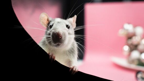 ಕಾರಿನೊಳಗೆ ಆಹಾರ ಚೆಲ್ಲಬೇಡಿ: ರಾತ್ರಿ ಹೊತ್ತು ಇಲಿಗಳು ಬಿಲದಿಂದ ಹೊರಗೆ ಬಂದು ಆಹಾರ ಹುಡುಕುತ್ತ ಇರುತ್ತವೆ. ಕಾರಿನೊಳಗೆ ತಿಂಡಿ ತಿನಿಸುಗಳನ್ನು ಚೆಲ್ಲಿದ್ದರೆ ಅದರ ವಾಸನೆಗೆ ಇಲಿಗಳು ಬರಬಹುದು. ಹೀಗಾಗಿ, ಕಾರಿನೊಳಗೆ ತಿನ್ನುವುದನ್ನು ಅವಾಯ್ಡ್ ಮಾಡಿ. ಕಾರಿನೊಳಗೆ ಆಹಾರ ತುಣುಕುಗಳು ಚೆಲ್ಲಿದ್ದರೆ ಸ್ವಚ್ಛಗೊಳಿಸಲು ಮರೆಯಬೇಡಿ. ಕಾರಿನೊಳಗೆ ಆಹಾರ ಚೆಲ್ಲಬೇಡಿ: ರಾತ್ರಿ ಹೊತ್ತು ಇಲಿಗಳು ಬಿಲದಿಂದ ಹೊರಗೆ ಬಂದು ಆಹಾರ ಹುಡುಕುತ್ತ ಇರುತ್ತವೆ. ಕಾರಿನೊಳಗೆ ತಿಂಡಿ ತಿನಿಸುಗಳನ್ನು ಚೆಲ್ಲಿದ್ದರೆ ಅದರ ವಾಸನೆಗೆ ಇಲಿಗಳು ಬರಬಹುದು. ಹೀಗಾಗಿ, ಕಾರಿನೊಳಗೆ ತಿನ್ನುವುದನ್ನು ಅವಾಯ್ಡ್ ಮಾಡಿ. ಕಾರಿನೊಳಗೆ ಆಹಾರ ತುಣುಕುಗಳು ಚೆಲ್ಲಿದ್ದರೆ ಸ್ವಚ್ಛಗೊಳಿಸಲು ಮರೆಯಬೇಡಿ. 