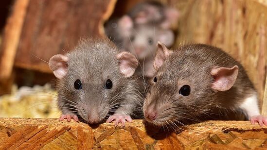 ನಿಮ್ಮ ಕಾರಿಗೆ ಇಲಿಗಳ ಉಪಟಳವಿದ್ದರೆ ಮೇಲಿನ ಪ್ರಯೋಗಗಳನ್ನು ಮಾಡಬಹುದು. ಎಷ್ಟೇ ಪ್ರಯತ್ನ ಪಟ್ಟರೂ ಇಲಿಗಳ ಕಾಟ ಕಡಿಮೆಯಾಗದೆ ಇದ್ದರೆ ಪಾರ್ಕಿಂಗ್ ಸ್ಥಳ ಬದಲಾಯಿಸುವುದೇ ಉಳಿದಿರುವ ದಾರಿಯಾಗಿದೆ. ಕಾರನ್ನು ಸಾಕಷ್ಟು ದಿನ ಪಾರ್ಕಿಂಗ್ ಸ್ಥಳದಲ್ಲಿಯೇ ಬಿಡಬೇಡಿ. ಆಗಾಗ ಓಡಿಸುತ್ತ ಇರಿ. ನಿಮ್ಮ ಕಾರಿಗೆ ಇಲಿಗಳ ಉಪಟಳವಿದ್ದರೆ ಮೇಲಿನ ಪ್ರಯೋಗಗಳನ್ನು ಮಾಡಬಹುದು. ಎಷ್ಟೇ ಪ್ರಯತ್ನ ಪಟ್ಟರೂ ಇಲಿಗಳ ಕಾಟ ಕಡಿಮೆಯಾಗದೆ ಇದ್ದರೆ ಪಾರ್ಕಿಂಗ್ ಸ್ಥಳ ಬದಲಾಯಿಸುವುದೇ ಉಳಿದಿರುವ ದಾರಿಯಾಗಿದೆ. ಕಾರನ್ನು ಸಾಕಷ್ಟು ದಿನ ಪಾರ್ಕಿಂಗ್ ಸ್ಥಳದಲ್ಲಿಯೇ ಬಿಡಬೇಡಿ. ಆಗಾಗ ಓಡಿಸುತ್ತ ಇರಿ. 