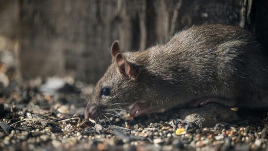 ರಾಟ್ ಕಾರ್ ಸ್ಪ್ರೇಗಳು: ಆನ್ಲೈನ್ ಅಥವಾ ಆಫ್ಲೈನ್ ಅಂಗಡಿಗಳಲ್ಲಿ rat car sprayಗಳು ದೊರಕುತ್ತವೆ. ಇವುಗಳನ್ನು ಬಳಸಿ ನೋಡಬಹುದು. ಇಂತಹ ಸ್ಪ್ರೇ ಬಳಸುವ ಮುನ್ನ ಅದರಲ್ಲಿ ನೀಡಿದ ಸಲಹೆಗಳನ್ನು ಎಚ್ಚರಿಕೆಯಿಂದ ಪಾಲಿಸಬೇಕು. ಅಂದರೆ, ಮಾಸ್ಕ್ ಇತ್ಯಾದಿ ಧರಿಸಿ ಸ್ಪ್ರೇ ಮಾಡಬೇಕು. ರಾಟ್ ಕಾರ್ ಸ್ಪ್ರೇಗಳು: ಆನ್ಲೈನ್ ಅಥವಾ ಆಫ್ಲೈನ್ ಅಂಗಡಿಗಳಲ್ಲಿ rat car sprayಗಳು ದೊರಕುತ್ತವೆ. ಇವುಗಳನ್ನು ಬಳಸಿ ನೋಡಬಹುದು. ಇಂತಹ ಸ್ಪ್ರೇ ಬಳಸುವ ಮುನ್ನ ಅದರಲ್ಲಿ ನೀಡಿದ ಸಲಹೆಗಳನ್ನು ಎಚ್ಚರಿಕೆಯಿಂದ ಪಾಲಿಸಬೇಕು. ಅಂದರೆ, ಮಾಸ್ಕ್ ಇತ್ಯಾದಿ ಧರಿಸಿ ಸ್ಪ್ರೇ ಮಾಡಬೇಕು.