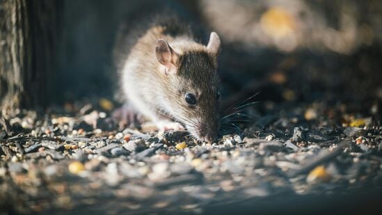 ಇಲಿ ಬೋನು: ಕೆಲವೊಮ್ಮೆ ಕಾರುಗಳಿಗೆ ನಿರ್ದಿಷ್ಟ ಇಲಿಗಳು ಮಾತ್ರ ಹಾನಿ ಮಾಡುತ್ತವೆ. ಯಾವುದೋ ಒಂದು ಇಲಿ ಹೆಚ್ಚಾಗಿ ನಿಮ್ಮ ಕಾರನ್ನು ಟಾರ್ಗೆಟ್ ಮಾಡಿರುತ್ತದೆ. ಇಲಿ ಬೋನು ಅಥವಾ ಇಲಿಯನ್ನು ಹಿಡಿಯುವ, ಸಾಯಿಸುವ ವ್ಯವಸ್ಥೆಗಳ ಮೂಲಕ ಅಂತಹ ಇಲಿಗಳಿಂದ ಕಾರನ್ನು ರಕ್ಷಿಸಬಹುದು. ಒಂದು ಇಲಿ ನಿಮ್ಮ ಕಾರನ್ನು ಒಂದು ದಿನ ಪ್ರವೇಶಿಸಿದರೆ ಪ್ರತಿದಿನ ಪ್ರವೇಶಿಸಲು ಆರಂಭಿಸುತ್ತದೆ. ಇಲಿ ಬೋನು: ಕೆಲವೊಮ್ಮೆ ಕಾರುಗಳಿಗೆ ನಿರ್ದಿಷ್ಟ ಇಲಿಗಳು ಮಾತ್ರ ಹಾನಿ ಮಾಡುತ್ತವೆ. ಯಾವುದೋ ಒಂದು ಇಲಿ ಹೆಚ್ಚಾಗಿ ನಿಮ್ಮ ಕಾರನ್ನು ಟಾರ್ಗೆಟ್ ಮಾಡಿರುತ್ತದೆ. ಇಲಿ ಬೋನು ಅಥವಾ ಇಲಿಯನ್ನು ಹಿಡಿಯುವ, ಸಾಯಿಸುವ ವ್ಯವಸ್ಥೆಗಳ ಮೂಲಕ ಅಂತಹ ಇಲಿಗಳಿಂದ ಕಾರನ್ನು ರಕ್ಷಿಸಬಹುದು. ಒಂದು ಇಲಿ ನಿಮ್ಮ ಕಾರನ್ನು ಒಂದು ದಿನ ಪ್ರವೇಶಿಸಿದರೆ ಪ್ರತಿದಿನ ಪ್ರವೇಶಿಸಲು ಆರಂಭಿಸುತ್ತದೆ. 