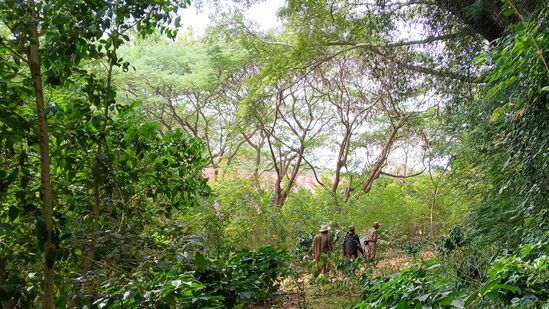 ಇನ್ಪೋಸಿಸ್ ಪಕ್ಕದಲ್ಲಿರುವ ಕೆರೆ, ಹಸಿರು ಪ್ರದೇಶದಲ್ಲೂ ಚಿರತೆ ಚಲನವಲನ ಇರುವುದರಿಂದ ಆ ಭಾಗದಲ್ಲೂ ಗಸ್ತು ಹೆಚ್ಚಿಸಲಾಗಿದೆ. ಇನ್ಪೋಸಿಸ್ ಪಕ್ಕದಲ್ಲಿರುವ ಕೆರೆ, ಹಸಿರು ಪ್ರದೇಶದಲ್ಲೂ ಚಿರತೆ ಚಲನವಲನ ಇರುವುದರಿಂದ ಆ ಭಾಗದಲ್ಲೂ ಗಸ್ತು ಹೆಚ್ಚಿಸಲಾಗಿದೆ.