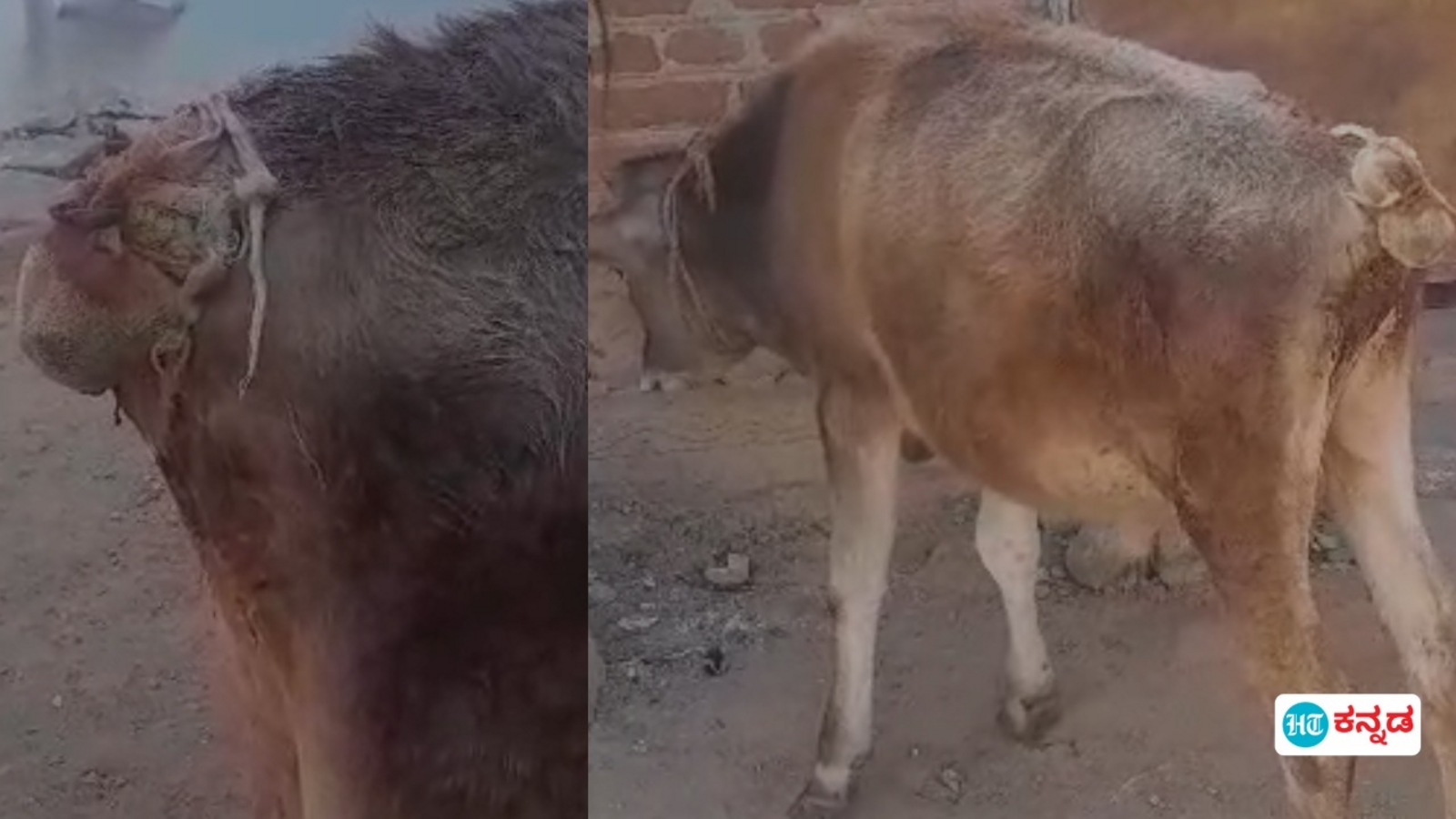 ನಂಜನಗೂಡಿನಲ್ಲಿ ಹರಕೆ ಕರು ಮೇಲೆ ಮಾರಕಾಸ್ತ್ರದಿಂದ ದಾಳಿ; ಬಾಲ ಕತ್ತರಿಸಿ ಹಾಕಿದ ದುಷ್ಕರ್ಮಿಗಳು