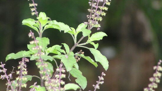 ತುಳಸಿ ಗಿಡಕ್ಕೆ ಹಾಲು ಅಥವಾ ಹಾಲು ಬೆರೆಸಿದ ನೀರನ್ನು ಅರ್ಪಿಸಬಾರದು. ಹಾಗೆ ಮಾಡುವುದು ಅಶುಭವೆಂದು ಪರಿಗಣಿಸಲಾಗಿದೆ. ಇದು ತುಳಸಿ ಗಿಡಕ್ಕೆ ಹಾನಿ ಮಾಡುತ್ತದೆ. ವೈಜ್ಞಾನಿಕ ದೃಷ್ಟಿಕೋನದಿಂದ ನೋಡುವುದಾದರೆ ಹಾಲು, ಸಸ್ಯದ ಬೇರುಗಳನ್ನು ದುರ್ಬಲಗೊಳಿಸುತ್ತದೆ. ತುಳಸಿ ಗಿಡಕ್ಕೆ ಹಾಲು ಅಥವಾ ಹಾಲು ಬೆರೆಸಿದ ನೀರನ್ನು ಅರ್ಪಿಸಬಾರದು. ಹಾಗೆ ಮಾಡುವುದು ಅಶುಭವೆಂದು ಪರಿಗಣಿಸಲಾಗಿದೆ. ಇದು ತುಳಸಿ ಗಿಡಕ್ಕೆ ಹಾನಿ ಮಾಡುತ್ತದೆ. ವೈಜ್ಞಾನಿಕ ದೃಷ್ಟಿಕೋನದಿಂದ ನೋಡುವುದಾದರೆ ಹಾಲು, ಸಸ್ಯದ ಬೇರುಗಳನ್ನು ದುರ್ಬಲಗೊಳಿಸುತ್ತದೆ.