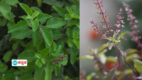 ತುಳಸಿಗೆ ಶುದ್ಧ ನೀರನ್ನು ಅರ್ಪಿಸಿ, ಬಳಸಿದ ನೀರನ್ನು ಹಾಕಬೇಡಿ, ಹಾಗೇ ಕೊಳಕು ಕೈಗಳಿಂದ ತುಳಸಿಯನ್ನು ಮುಟ್ಟಬೇಡಿ, ತುಳಸಿಗೆ ಶುದ್ಧ ನೀರನ್ನು ಅರ್ಪಿಸಿ, ಬಳಸಿದ ನೀರನ್ನು ಹಾಕಬೇಡಿ, ಹಾಗೇ ಕೊಳಕು ಕೈಗಳಿಂದ ತುಳಸಿಯನ್ನು ಮುಟ್ಟಬೇಡಿ, 