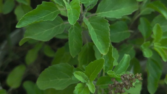  ತುಳಸಿಗೆ ಕಬ್ಬಿನ ರಸವನ್ನು ಅರ್ಪಿಸುವುದನ್ನು ಸಹ ನಿಷೇಧಿಸಲಾಗಿದೆ. ಇದು ಸಸ್ಯವು ಒಣಗಲು ಕಾರಣವಾಗಬಹುದು ಮತ್ತು ಮನೆಯ ಸಮೃದ್ಧಿಯ ಮೇಲೆ ಪ್ರತಿಕೂಲ ಪರಿಣಾಮ ಬೀರುತ್ತದೆ. ವೈಜ್ಞಾನಿಕ ದೃಷ್ಟಿಕೋನದಿಂದ, ಕಬ್ಬಿನ ರಸವು ಜಿಗುಟಾಗಿರುತ್ತದೆ, ಇದು ಮಣ್ಣಿನ ಫಲವತ್ತತೆಯ ಮೇಲೆ ಪರಿಣಾಮ ಬೀರುತ್ತದೆ ಮತ್ತು ಸಸ್ಯಗಳಿಗೆ ಸಾಕಷ್ಟು ಪೋಷಕಾಂಶ ಸಿಗುವುದಿಲ್ಲ. ತುಳಸಿಗೆ ಕಬ್ಬಿನ ರಸವನ್ನು ಅರ್ಪಿಸುವುದನ್ನು ಸಹ ನಿಷೇಧಿಸಲಾಗಿದೆ. ಇದು ಸಸ್ಯವು ಒಣಗಲು ಕಾರಣವಾಗಬಹುದು ಮತ್ತು ಮನೆಯ ಸಮೃದ್ಧಿಯ ಮೇಲೆ ಪ್ರತಿಕೂಲ ಪರಿಣಾಮ ಬೀರುತ್ತದೆ. ವೈಜ್ಞಾನಿಕ ದೃಷ್ಟಿಕೋನದಿಂದ, ಕಬ್ಬಿನ ರಸವು ಜಿಗುಟಾಗಿರುತ್ತದೆ, ಇದು ಮಣ್ಣಿನ ಫಲವತ್ತತೆಯ ಮೇಲೆ ಪರಿಣಾಮ ಬೀರುತ್ತದೆ ಮತ್ತು ಸಸ್ಯಗಳಿಗೆ ಸಾಕಷ್ಟು ಪೋಷಕಾಂಶ ಸಿಗುವುದಿಲ್ಲ.