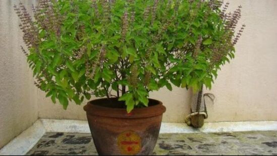 &nbsp;ತುಳಸಿ ಗಿಡದ ಒಣಗಿದ ಅಥವಾ ಹರಿದ ಎಲೆಗಳು ಮತ್ತು ತುಳಸಿ ಗಿಡದ ಒಣಗಿದ ಹೂವುಗಳನ್ನು ಬಳಸಬೇಡಿ. ಇದು ಮನೆಯಲ್ಲಿ ನಕಾರಾತ್ಮಕ ಪರಿಣಾಮ ಬೀರಬಹುದು. ದೇವರ ಪೂಜೆಗೆ ತಾಜಾ ತುಳಸಿ ಎಲೆಯನ್ನು ಬಳಸಿ. ಹಾಗೇ ತುಳಸಿ ಪೂಜೆ ಮಾಡುವಾಗಲೂ ತಾಜಾ ಹೂಗಳನ್ನು ಬಳಸಿ. &nbsp;