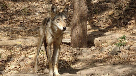 ಈ ಪ್ರದೇಶವನ್ನು ತೋಳವನ್ಯಧಾಮ ಎಂದು 15ನೇ ವನ್ಯಜೀವಿ ಮಂಡಳಿಯ ಸಭೆಯಲ್ಲಿ ಘೋಷಿಸಲಾಗಿದ್ದು, ಸಂಪುಟ ಉಪಸಮಿತಿ ಸಭೆಯಲ್ಲಿ ಪರಿಸರ ಸೂಕ್ಷ್ಮ ಪ್ರದೇಶ ಘೋಷಣೆಗೂ ನಿರ್ಣಯಿಸಲಾಗಿದೆ ಈ ಪ್ರದೇಶವನ್ನು ತೋಳವನ್ಯಧಾಮ ಎಂದು 15ನೇ ವನ್ಯಜೀವಿ ಮಂಡಳಿಯ ಸಭೆಯಲ್ಲಿ ಘೋಷಿಸಲಾಗಿದ್ದು, ಸಂಪುಟ ಉಪಸಮಿತಿ ಸಭೆಯಲ್ಲಿ ಪರಿಸರ ಸೂಕ್ಷ್ಮ ಪ್ರದೇಶ ಘೋಷಣೆಗೂ ನಿರ್ಣಯಿಸಲಾಗಿದೆ 