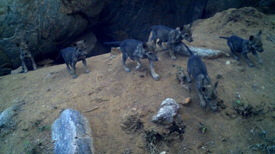 ಎಂಟು ಮರಿಗಳು ಬಂಕಾಪುರ ವನ್ಯಧಾಮದಲ್ಲಿ ಒಟ್ಟಿಗೆ ಇರುವುದು ಕಂಡು ಬಂದಿದ್ದು. ಕರ್ನಾಟಕ ಅರಣ್ಯ ಇಲಾಖೆ ಇದನ್ನು ಛಾಯಾಚಿತ್ರಗಳಲ್ಲಿ ಸೆರೆ ಹಿಡಿದಿದೆ. ಎಂಟು ಮರಿಗಳು ಬಂಕಾಪುರ ವನ್ಯಧಾಮದಲ್ಲಿ ಒಟ್ಟಿಗೆ ಇರುವುದು ಕಂಡು ಬಂದಿದ್ದು. ಕರ್ನಾಟಕ ಅರಣ್ಯ ಇಲಾಖೆ ಇದನ್ನು ಛಾಯಾಚಿತ್ರಗಳಲ್ಲಿ ಸೆರೆ ಹಿಡಿದಿದೆ.