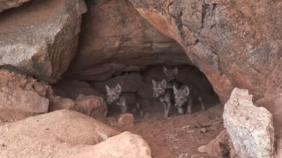 ಇಂಡಿಯನ್ ಗ್ರೇ ಉಲ್ಫ್ ಎಂಬ ಪ್ರಭೇದದ ತೋಳಗಳು ಈ ಸಂರಕ್ಷಿತ ಪ್ರದೇಶದಲ್ಲಿದ್ದು, ಇತ್ತೀಚೆಗೆ 8 ಮರಿಗಳಿಗೆ ಒಂದು ತೋಳ ಜನ್ಮ ನೀಡಿದೆ. ವನ್ಯಧಾಮ ಘೋಷಣೆಯ ಬಳಿಕ ಈ ರೀತಿ ಮರಿಗಳ ಜನನವಾಗಿದೆ. ಇಂಡಿಯನ್ ಗ್ರೇ ಉಲ್ಫ್ ಎಂಬ ಪ್ರಭೇದದ ತೋಳಗಳು ಈ ಸಂರಕ್ಷಿತ ಪ್ರದೇಶದಲ್ಲಿದ್ದು, ಇತ್ತೀಚೆಗೆ 8 ಮರಿಗಳಿಗೆ ಒಂದು ತೋಳ ಜನ್ಮ ನೀಡಿದೆ. ವನ್ಯಧಾಮ ಘೋಷಣೆಯ ಬಳಿಕ ಈ ರೀತಿ ಮರಿಗಳ ಜನನವಾಗಿದೆ.