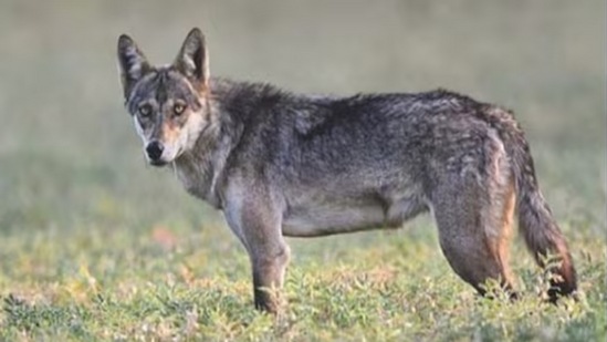 ಗಂಗಾವತಿ ಪ್ರಾದೇಶಿಕ ವಲಯದ ವ್ಯಾಪ್ತಿಯಲ್ಲಿ ಸುಮಾರು 332 ಹೆಕ್ಟರ್ ಪ್ರದೇಶದಲ್ಲಿರುವ ಬಂಕಾಪೂರ ತೋಳ ಧಾಮವು ಕುರುಚಲು ಅರಣ್ಯದೊಳಗೆ ಗುಡ್ಡಗಳು, ಸ್ವಾಭಾವಿಕ ಗುಹೆಗಳನ್ನೂ ಹೊಂದಿದ್ದು, ತೋಳ, ಚಿರತೆ, ನವಿಲು, ಕತ್ತೆಕಿರುಬ, ನರಿ, ಮೊಲ, ಮುಳ್ಳುಹಂದಿಯೇ ಮೊದಲಾದ ಹಲವು ವನ್ಯಜೀವಿಗಳ ತಾಣವಾಗಿದೆ. ಗಂಗಾವತಿ ಪ್ರಾದೇಶಿಕ ವಲಯದ ವ್ಯಾಪ್ತಿಯಲ್ಲಿ ಸುಮಾರು 332 ಹೆಕ್ಟರ್ ಪ್ರದೇಶದಲ್ಲಿರುವ ಬಂಕಾಪೂರ ತೋಳ ಧಾಮವು ಕುರುಚಲು ಅರಣ್ಯದೊಳಗೆ ಗುಡ್ಡಗಳು, ಸ್ವಾಭಾವಿಕ ಗುಹೆಗಳನ್ನೂ ಹೊಂದಿದ್ದು, ತೋಳ, ಚಿರತೆ, ನವಿಲು, ಕತ್ತೆಕಿರುಬ, ನರಿ, ಮೊಲ, ಮುಳ್ಳುಹಂದಿಯೇ ಮೊದಲಾದ ಹಲವು ವನ್ಯಜೀವಿಗಳ ತಾಣವಾಗಿದೆ. 