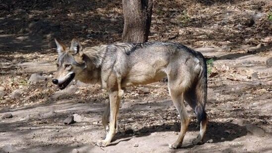 ಮರಿಗಳ ಪೈಕಿ ಸಾಮಾನ್ಯವಾಗಿ ಪ್ರತಿಶತ 50ರಷ್ಟು ಬದುಕುಳಿಯುವ ಸಾಧ್ಯತೆ ಇರುತ್ತದೆ, ಆದರೆ ಎಲ್ಲ ತೋಳದ ಮರಿಗಳನ್ನೂ ಉಳಿಸಲು ಅರಣ್ಯಾಧಿಕಾರಿಗಳು ಕ್ರಮವಹಿಸಿದ್ದಾರೆ ಎನ್ನುವುದು ಕರ್ನಾಟಕದ ಅರಣ್ಯ ಸಚಿವ ಈಶ್ವರ ಖಂಡ್ರೆ ಅವರ ವಿವರಣೆ. ಮರಿಗಳ ಪೈಕಿ ಸಾಮಾನ್ಯವಾಗಿ ಪ್ರತಿಶತ 50ರಷ್ಟು ಬದುಕುಳಿಯುವ ಸಾಧ್ಯತೆ ಇರುತ್ತದೆ, ಆದರೆ ಎಲ್ಲ ತೋಳದ ಮರಿಗಳನ್ನೂ ಉಳಿಸಲು ಅರಣ್ಯಾಧಿಕಾರಿಗಳು ಕ್ರಮವಹಿಸಿದ್ದಾರೆ ಎನ್ನುವುದು ಕರ್ನಾಟಕದ ಅರಣ್ಯ ಸಚಿವ ಈಶ್ವರ ಖಂಡ್ರೆ ಅವರ ವಿವರಣೆ.