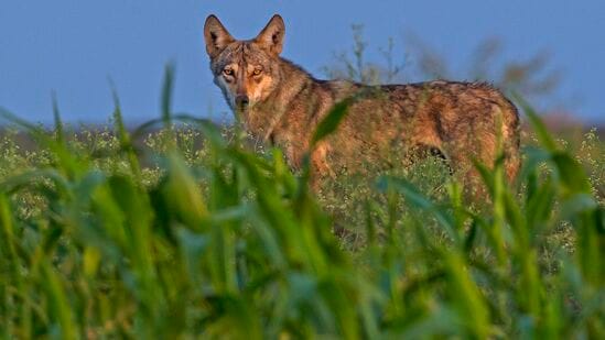 ಬಂಕಾಪೂರ ತೋಳ ವನ್ಯಧಾಮದಲ್ಲಿ ಈ 8 ಮರಿಗಳೂ ಸೇರಿ ಸುಮಾರು 35-40 ತೋಳಗಳಿವೆ. ಇವುಗಳ ಸುರಕ್ಷತೆಗೆ ಕ್ರಮ ವಹಿಸಲಾಗಿದೆ. ನವಜಾತ ತೋಳದ ಮರಿಗಳಿಗೆ ಜನರಿಂದ ತೊಂದರೆ ಆಗದಂತೆ ಎಚ್ಚರಿಕೆ ವಹಿಸಲು ಸೂಚಿಸಲಾಗಿದೆ ಬಂಕಾಪೂರ ತೋಳ ವನ್ಯಧಾಮದಲ್ಲಿ ಈ 8 ಮರಿಗಳೂ ಸೇರಿ ಸುಮಾರು 35-40 ತೋಳಗಳಿವೆ. ಇವುಗಳ ಸುರಕ್ಷತೆಗೆ ಕ್ರಮ ವಹಿಸಲಾಗಿದೆ. ನವಜಾತ ತೋಳದ ಮರಿಗಳಿಗೆ ಜನರಿಂದ ತೊಂದರೆ ಆಗದಂತೆ ಎಚ್ಚರಿಕೆ ವಹಿಸಲು ಸೂಚಿಸಲಾಗಿದೆ