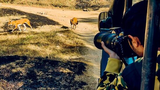 ಗಂಗಾವತಿ ನಗರದಿಂದ 15 ಕಿ.ಮೀ ದೂರದಲ್ಲಿರುವ ಈ ವನ್ಯಜೀವಿ ಧಾಮದಲ್ಲಿ ಸಫಾರಿ ವ್ಯವಸ್ಥೆ ಕಲ್ಪಿಸಿ ಪ್ರವಾಸಿ ತಾಣವಾಗಿ ಅಭಿವೃದ್ಧಿಪಡಿಸುವ ಉದ್ದೇಶವಿದೆ. ಈ ನಿಟ್ಟಿನಲ್ಲಿ ಅಧ್ಯಯನ ನಡೆಸಿ ವರದಿ ಸಲ್ಲಿಸುವಂತೆ ಅಧಿಕಾರಿಗಳಿಗೆ ಸೂಚಿಸಲಾಗಿದೆ. ಕರ್ನಾಟಕದ ನಾಗರಹೊಳೆ, ಬಂಡೀಪುರ ಸಹಿತ ಹಲವು ಕಡೆಗಳಲ್ಲಿ ಈಗ ವನ್ಯಜೀವಿ ಸಫಾರಿಗಳಿವೆ. ಗಂಗಾವತಿ ನಗರದಿಂದ 15 ಕಿ.ಮೀ ದೂರದಲ್ಲಿರುವ ಈ ವನ್ಯಜೀವಿ ಧಾಮದಲ್ಲಿ ಸಫಾರಿ ವ್ಯವಸ್ಥೆ ಕಲ್ಪಿಸಿ ಪ್ರವಾಸಿ ತಾಣವಾಗಿ ಅಭಿವೃದ್ಧಿಪಡಿಸುವ ಉದ್ದೇಶವಿದೆ. ಈ ನಿಟ್ಟಿನಲ್ಲಿ ಅಧ್ಯಯನ ನಡೆಸಿ ವರದಿ ಸಲ್ಲಿಸುವಂತೆ ಅಧಿಕಾರಿಗಳಿಗೆ ಸೂಚಿಸಲಾಗಿದೆ. ಕರ್ನಾಟಕದ ನಾಗರಹೊಳೆ, ಬಂಡೀಪುರ ಸಹಿತ ಹಲವು ಕಡೆಗಳಲ್ಲಿ ಈಗ ವನ್ಯಜೀವಿ ಸಫಾರಿಗಳಿವೆ. 