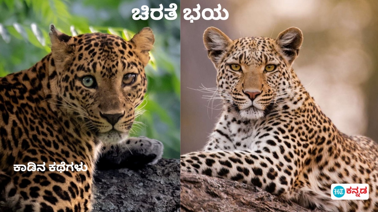 ಕಾಡಿನ ಕಥೆಗಳು: ಚಿರತೆ ಬಂತೆಂಬ ಭಯ ಬಿಡಿ, ಅರಣ್ಯ, ಪ್ರಕೃತಿ, ವನ್ಯಜೀವಿಗಳೊಂದಿಗೆ ಸಹಬಾಳ್ವೆ ನಡವಳಿಕೆ ಈ ರೀತಿ ರೂಪಿಸಿಕೊಂಡು ನೋಡಿ