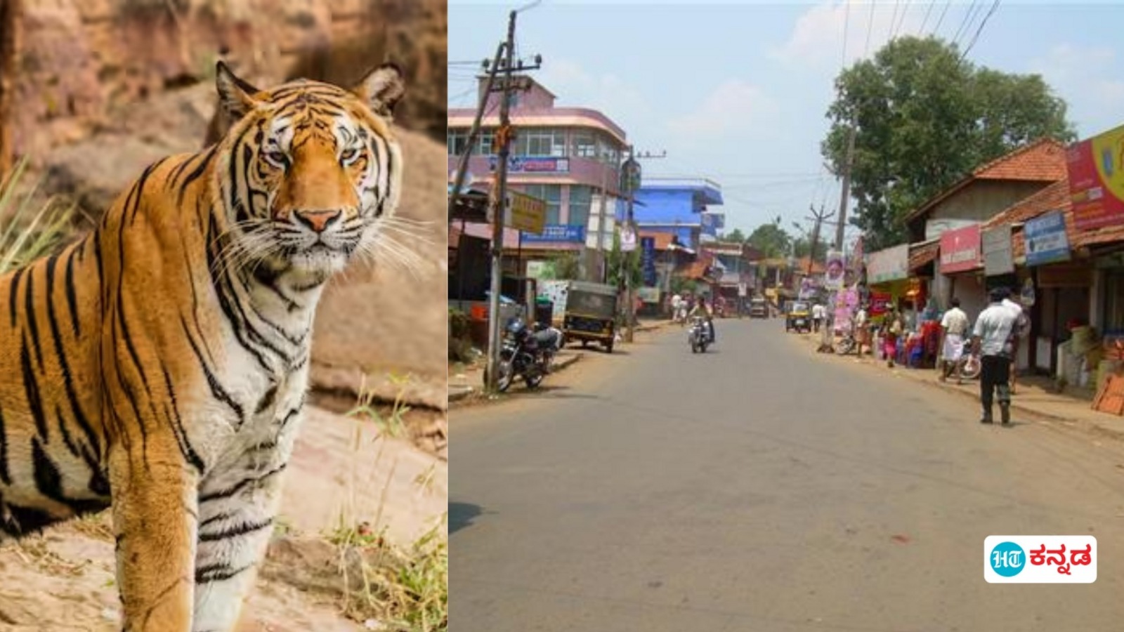 Man Eater Tiger: ಕರ್ನಾಟಕ ಕೇರಳ ಗಡಿ ಭಾಗದಲ್ಲಿ ನರಭಕ್ಷಕ ಹುಲಿ ಉಪಟಳ, ತೀವ್ರಗೊಂಡ ಹೋರಾಟ, 2 ದಿನ ನಿಷೇಧಾಜ್ಞೆ ಜಾರಿ