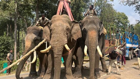 ಇದರ ಹೆಸರು ಕರ್ಣ, ಕೊಡಗಿನ ಸೋಮವಾರಪೇಟೆ ತಾಲ್ಲೂಕಿನ ಕಾಜೂರು ಸುತ್ತಮುತ್ತಲ ಪ್ರದೇಶದಲ್ಲಿಯೇ ಅಡ್ಡಾಡಿಕೊಂಡಿದ್ದ ಕಾರಣಕ್ಕೆ ಇದಕ್ಕೆ ಕಾಜೂರು ಕರ್ಣ ಆನೆ ಎಂದೇ ಹೆಸರಿಡಲಾಗಿತ್ತು. ಇದರ ವಯಸ್ಸು 45 ವರ್ಷ.