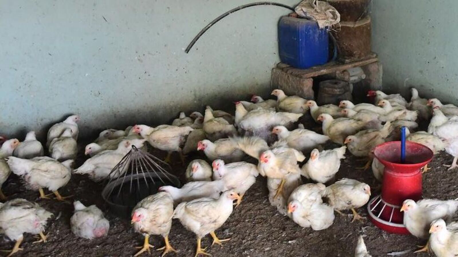 ಆಂಧ್ರಪ್ರದೇಶ, ತೆಲಂಗಾಣದಲ್ಲಿ ಕುಕ್ಕುಟೋದ್ಯಮದ ಮೇಲೆ ವೈರಸ್‌ ಕರಿನೆರಳು, ಸಾವಿರಾರು ಕೋಳಿಗಳ ಸಾವು, ಕಾರಣ ಮಾತ್ರ ಇನ್ನೂ ನಿಗೂಢ