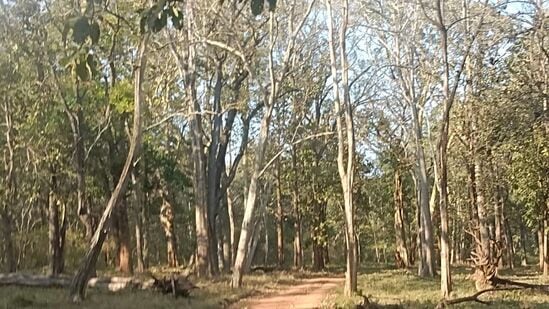 ನಿತ್ಯ ಹರಿದ್ವರ್ಣ ಕಾಡು ಎಂದು ಹೆಸರಾಗಿರುವ ನಾಗರಹೊಳೆಯ ಹಲವು ಭಾಗದಲ್ಲಿ ಹಸಿರಿನ ಪ್ರಮಾಣ ನಿಧಾನವಾಗಿ ಕಡಿಮೆಯಾಗುತ್ತಿದೆ.