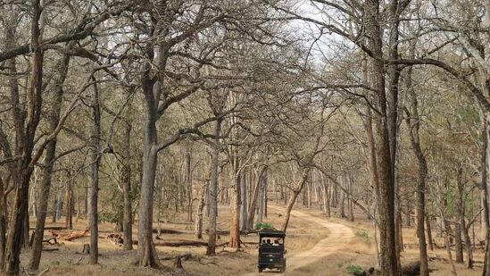 ನಾಗರಹೊಳೆಯಲ್ಲಿ ನಿತ್ಯ ಸಫಾರಿಯಿದೆ. ಬಿಸಿಲ ನಡುವೆಯೂ ನಾನಾ ಭಾಗಗಳಿಂದ ಆಗಮಿಸುವ ಪ್ರವಾಸಿಗರು ಪ್ರಾಣಿಗಳನ್ನು ನೋಡಲು ಸಫಾರಿ ಹೋಗುತ್ತಿದ್ದಾರೆ.