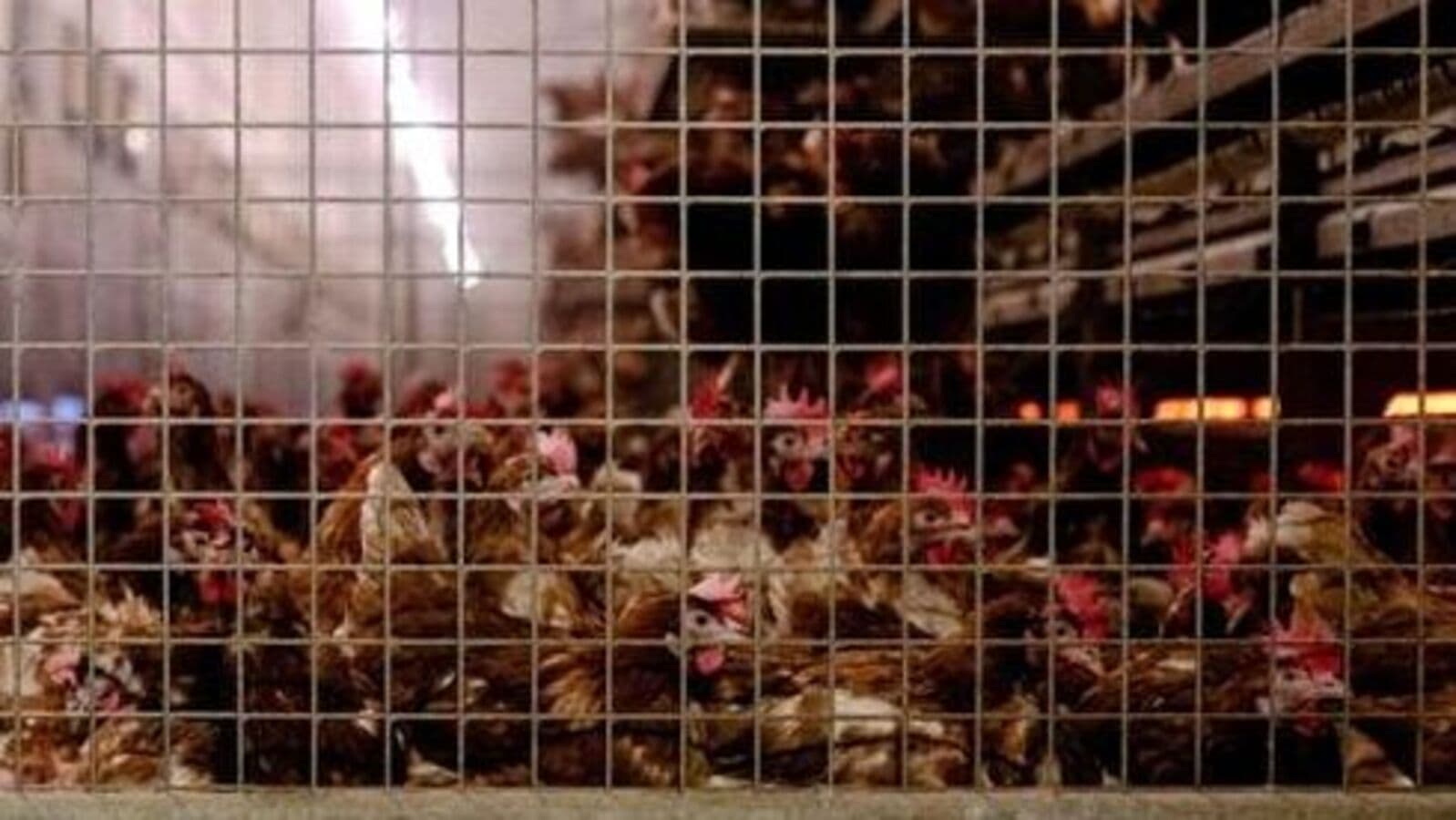 ಆಂಧ್ರ, ತೆಲಂಗಾಣ ನಂತರ ಮಹಾರಾಷ್ಟ್ರದಲ್ಲೂ ಕೋಳಿ ಸಾಕಣೆ ವಲಯದಲ್ಲಿ ಹಕ್ಕಿ ಜ್ವರದ ಭೀತಿ: ಆಂಧ್ರದ ಗಡಿಗಳಲ್ಲಿ ಕಟ್ಟೆಚ್ಚರ