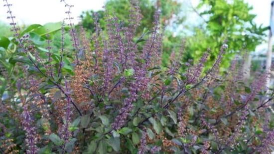 ತುಳಸಿ ಗಿಡ ನೆಡಲು ಶುಭ ದಿನ ಯಾವುದು?ಗುರುವಾರ ಮತ್ತು ಶುಕ್ರವಾರ ತುಳಸಿ ಗಿಡವನ್ನು ನೆಡುವುದು ಅತ್ಯಂತ ಶುಭವೆಂದು ಪರಿಗಣಿಸಲಾಗಿದೆ. ಗುರುವಾರ ವಿಷ್ಣುವಿಗೆ ಅರ್ಪಿತವಾಗಿದ್ದು, ಶುಕ್ರವಾರ ಲಕ್ಷ್ಮೀದೇವಿಗೆ ಅತ್ಯಂತ ಪ್ರಿಯವಾದ ದಿನವೆಂದು ಪರಿಗಣಿಸಲಾಗಿದೆ. ತುಳಸಿ ಗಿಡ ನೆಡಲು ಶುಭ ದಿನ ಯಾವುದು?ಗುರುವಾರ ಮತ್ತು ಶುಕ್ರವಾರ ತುಳಸಿ ಗಿಡವನ್ನು ನೆಡುವುದು ಅತ್ಯಂತ ಶುಭವೆಂದು ಪರಿಗಣಿಸಲಾಗಿದೆ. ಗುರುವಾರ ವಿಷ್ಣುವಿಗೆ ಅರ್ಪಿತವಾಗಿದ್ದು, ಶುಕ್ರವಾರ ಲಕ್ಷ್ಮೀದೇವಿಗೆ ಅತ್ಯಂತ ಪ್ರಿಯವಾದ ದಿನವೆಂದು ಪರಿಗಣಿಸಲಾಗಿದೆ.