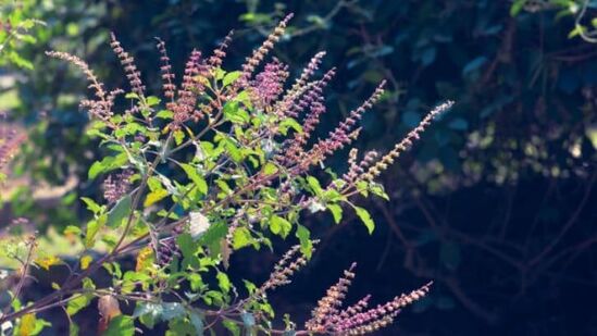ಮನೆಯಲ್ಲಿ ತುಳಸಿ ಗಿಡವಿದ್ದರೆ ಜೀವನದಲ್ಲಿ ಸಂತೋಷ, ಶಾಂತಿ ಮತ್ತು ಸಮೃದ್ಧಿ ನೆಲೆಸುತ್ತದೆ ಎಂದು ನಂಬಲಾಗಿದೆ. ತುಳಸಿ ಗಿಡವು ಮನೆಯಲ್ಲಿ ಅದೃಷ್ಟವನ್ನು ಹೆಚ್ಚಿಸುತ್ತದೆ, ಆದ್ದರಿಂದ ಇದನ್ನು ಶ್ರೀ ತುಳಸಿ ಎಂದು ಕರೆಯಲಾಗುತ್ತದೆ. ಮುಖ್ಯ ದ್ವಾರದಲ್ಲಿ ತುಳಸಿ ಗಿಡವಿದ್ದರೆ ಲಕ್ಷ್ಮೀ ದೇವಿಯು ಪ್ರಸನ್ನಳಾಗುತ್ತಾಳೆ. ಮನೆಯಲ್ಲಿ ತುಳಸಿ ಗಿಡವಿದ್ದರೆ ಜೀವನದಲ್ಲಿ ಸಂತೋಷ, ಶಾಂತಿ ಮತ್ತು ಸಮೃದ್ಧಿ ನೆಲೆಸುತ್ತದೆ ಎಂದು ನಂಬಲಾಗಿದೆ. ತುಳಸಿ ಗಿಡವು ಮನೆಯಲ್ಲಿ ಅದೃಷ್ಟವನ್ನು ಹೆಚ್ಚಿಸುತ್ತದೆ, ಆದ್ದರಿಂದ ಇದನ್ನು ಶ್ರೀ ತುಳಸಿ ಎಂದು ಕರೆಯಲಾಗುತ್ತದೆ. ಮುಖ್ಯ ದ್ವಾರದಲ್ಲಿ ತುಳಸಿ ಗಿಡವಿದ್ದರೆ ಲಕ್ಷ್ಮೀ ದೇವಿಯು ಪ್ರಸನ್ನಳಾಗುತ್ತಾಳೆ.