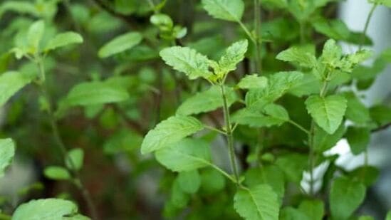 ತುಳಸಿಯನ್ನು ಯಾವ ದಿಕ್ಕಿನಲ್ಲಿ ನೆಡಬಾರದು?ವಾಸ್ತು ಪ್ರಕಾರ, ತುಳಸಿ ಗಿಡವನ್ನು ಮನೆಯ ದಕ್ಷಿಣ ದಿಕ್ಕಿನಲ್ಲಿ ನೆಡಬಾರದು. ಈ ದಿಕ್ಕನ್ನು ಪೂರ್ವಜರ ವಾಸಸ್ಥಾನವೆಂದು ನಂಬಲಾಗಿದೆ. ಈ ದಿಕ್ಕಿನಲ್ಲಿ ತುಳಸಿ ಗಿಡವನ್ನು ನೆಡುವುದರಿಂದ ಲಕ್ಷ್ಮೀದೇವಿಗೆ ಅಸಮಾಧಾನಗೊಳ್ಳುತ್ತಾಳೆ ಎಂದು ಹೇಳಲಾಗುತ್ತದೆ. ತುಳಸಿಯನ್ನು ಯಾವ ದಿಕ್ಕಿನಲ್ಲಿ ನೆಡಬಾರದು?ವಾಸ್ತು ಪ್ರಕಾರ, ತುಳಸಿ ಗಿಡವನ್ನು ಮನೆಯ ದಕ್ಷಿಣ ದಿಕ್ಕಿನಲ್ಲಿ ನೆಡಬಾರದು. ಈ ದಿಕ್ಕನ್ನು ಪೂರ್ವಜರ ವಾಸಸ್ಥಾನವೆಂದು ನಂಬಲಾಗಿದೆ. ಈ ದಿಕ್ಕಿನಲ್ಲಿ ತುಳಸಿ ಗಿಡವನ್ನು ನೆಡುವುದರಿಂದ ಲಕ್ಷ್ಮೀದೇವಿಗೆ ಅಸಮಾಧಾನಗೊಳ್ಳುತ್ತಾಳೆ ಎಂದು ಹೇಳಲಾಗುತ್ತದೆ. 