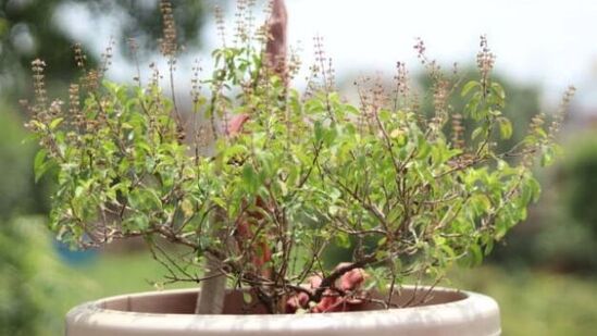 ವಾಸ್ತು ಪ್ರಕಾರ, ತುಳಸಿಯನ್ನು ಬಾಲ್ಕನಿಯ ಉತ್ತರ ಅಥವಾ ಪೂರ್ವ ದಿಕ್ಕಿನಲ್ಲಿ ನೆಡಬೇಕು. ಉತ್ತರ ದಿಕ್ಕನ್ನು ಕುಬೇರನ ಸ್ಥಳವೆಂದು ಪರಿಗಣಿಸಲಾಗಿದೆ. ಈ ದಿಕ್ಕಿನಲ್ಲಿ ತುಳಸಿಯನ್ನು ನೆಟ್ಟರೆ ಲಕ್ಷ್ಮೀ ದೇವಿಯು ಪ್ರಸನ್ನಳಾಗುತ್ತಾಳೆ ಎಂದು ನಂಬಲಾಗಿದೆ. ವಾಸ್ತು ಪ್ರಕಾರ, ತುಳಸಿಯನ್ನು ಬಾಲ್ಕನಿಯ ಉತ್ತರ ಅಥವಾ ಪೂರ್ವ ದಿಕ್ಕಿನಲ್ಲಿ ನೆಡಬೇಕು. ಉತ್ತರ ದಿಕ್ಕನ್ನು ಕುಬೇರನ ಸ್ಥಳವೆಂದು ಪರಿಗಣಿಸಲಾಗಿದೆ. ಈ ದಿಕ್ಕಿನಲ್ಲಿ ತುಳಸಿಯನ್ನು ನೆಟ್ಟರೆ ಲಕ್ಷ್ಮೀ ದೇವಿಯು ಪ್ರಸನ್ನಳಾಗುತ್ತಾಳೆ ಎಂದು ನಂಬಲಾಗಿದೆ.