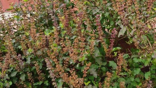 ತುಳಸಿ ಒಣಗಿದರೆ ಏನು ಮಾಡಬೇಕು?ತುಳಸಿ ಒಣಗಿದರೆ ಚಿಂತಿಸಬೇಡಿ. ಒಣ ತುಳಸಿಯಿಂದ ವಿಷ್ಣುವನ್ನು ಮೆಚ್ಚಿಸಬಹುದು. ಒಣಗಿದ ತುಳಸಿ ಗಿಡದ ಮುಂದೆ ಹತ್ತಿಯನ್ನು ಇಟ್ಟು ಅದರಿಂದ ದೀಪವನ್ನು ಬೆಳಗಿಸುವುದರಿಂದ ವಿಷ್ಣುವನ್ನು ಸಂತೋಷ ಪಡಿಸಬಹುದು. ಒಂದೇ ಒಂದು ತುಳಸಿ ಕಡ್ಡಿಯಿಂದ ಸಾವಿರಾರು ವರ್ಷಗಳ ಕಾಲ ದೇವರನ್ನು ಹೇಗೆ ಮೆಚ್ಚಿಸಬಹುದು.