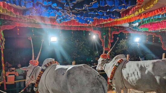 ತುಮಕೂರಿನ ಸಿದ್ದಗಂಗಾ ಮಠದ ಜಾತ್ರೆಯ ವೈಭವದಲ್ಲಿ ರಾಸುಗಳ ಪ್ರದರ್ಶನ ಹಾಗೂ ಮಾರಾಟವೂ ಹೆಸರುವಾಸಿ. ಈ ಬಾರಿಯೂ ಜಾತ್ರೆಯ ಹತ್ತು ಹಲವು ರೀತಿಯ ರಾಸುಗಳು ಬಂದಿವೆ.
