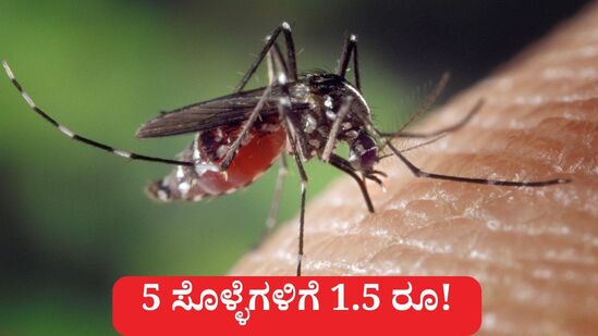 ಸೊಳ್ಳೆಗಳನ್ನು ಜೀವಂತ ಅಥವಾ ಕೊಂದು ತನ್ನಿ, 5 ಸೊಳ್ಳೆಗಳಿಗೆ ಒಂದೂವರೆ ರೂಪಾಯಿ ತಗೊಳ್ಳಿ ಎಂದು ಡೆಂಗ್ಯೂ ತಡೆಗೆ ಫಿಲಿಪೈನ್ಸ್ ಗ್ರಾಮದವರು ಮಾಡಿಕೊಂಡ ವಿಶೇಷ ಉಪಾಯ ಜಗತ್ತಿನ ಗಮನಸೆಳೆದಿದೆ. (ಸಾಂಕೇತಿಕ ಚಿತ್ರ) ಸೊಳ್ಳೆಗಳನ್ನು ಜೀವಂತ ಅಥವಾ ಕೊಂದು ತನ್ನಿ, 5 ಸೊಳ್ಳೆಗಳಿಗೆ ಒಂದೂವರೆ ರೂಪಾಯಿ ತಗೊಳ್ಳಿ ಎಂದು ಡೆಂಗ್ಯೂ ತಡೆಗೆ ಫಿಲಿಪೈನ್ಸ್ ಗ್ರಾಮದವರು ಮಾಡಿಕೊಂಡ ವಿಶೇಷ ಉಪಾಯ ಜಗತ್ತಿನ ಗಮನಸೆಳೆದಿದೆ. (ಸಾಂಕೇತಿಕ ಚಿತ್ರ)